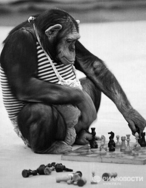 singe jouant aux echecs